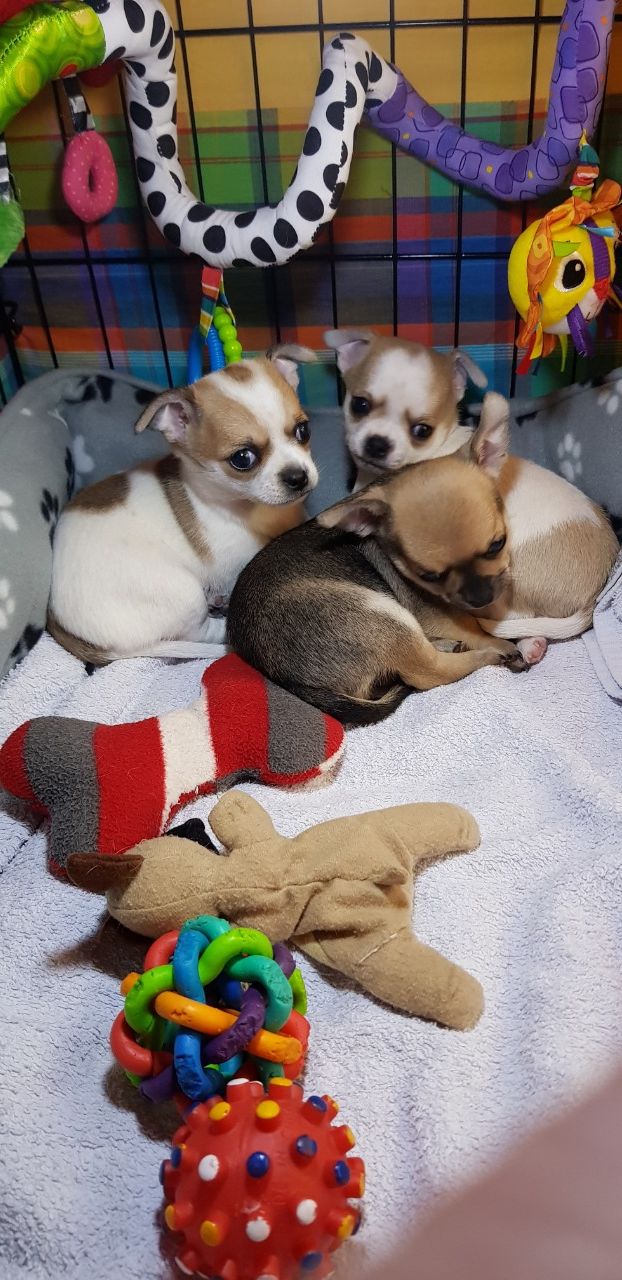 AKC registered teacup Chihuahua puppies